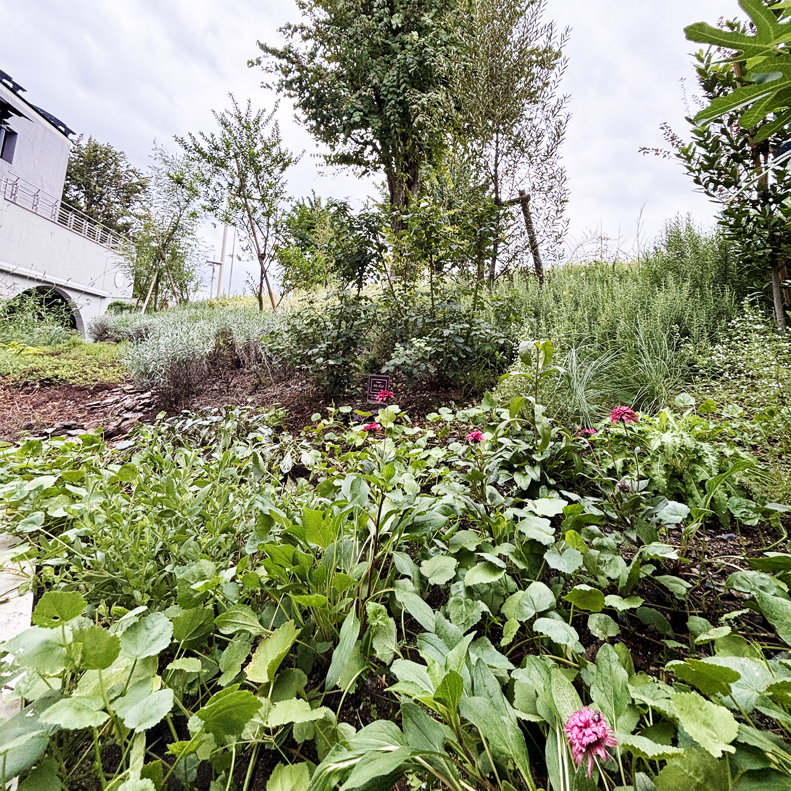 Shakespeare Garden -彩の国 シェイクスピア・ガーデン-_8