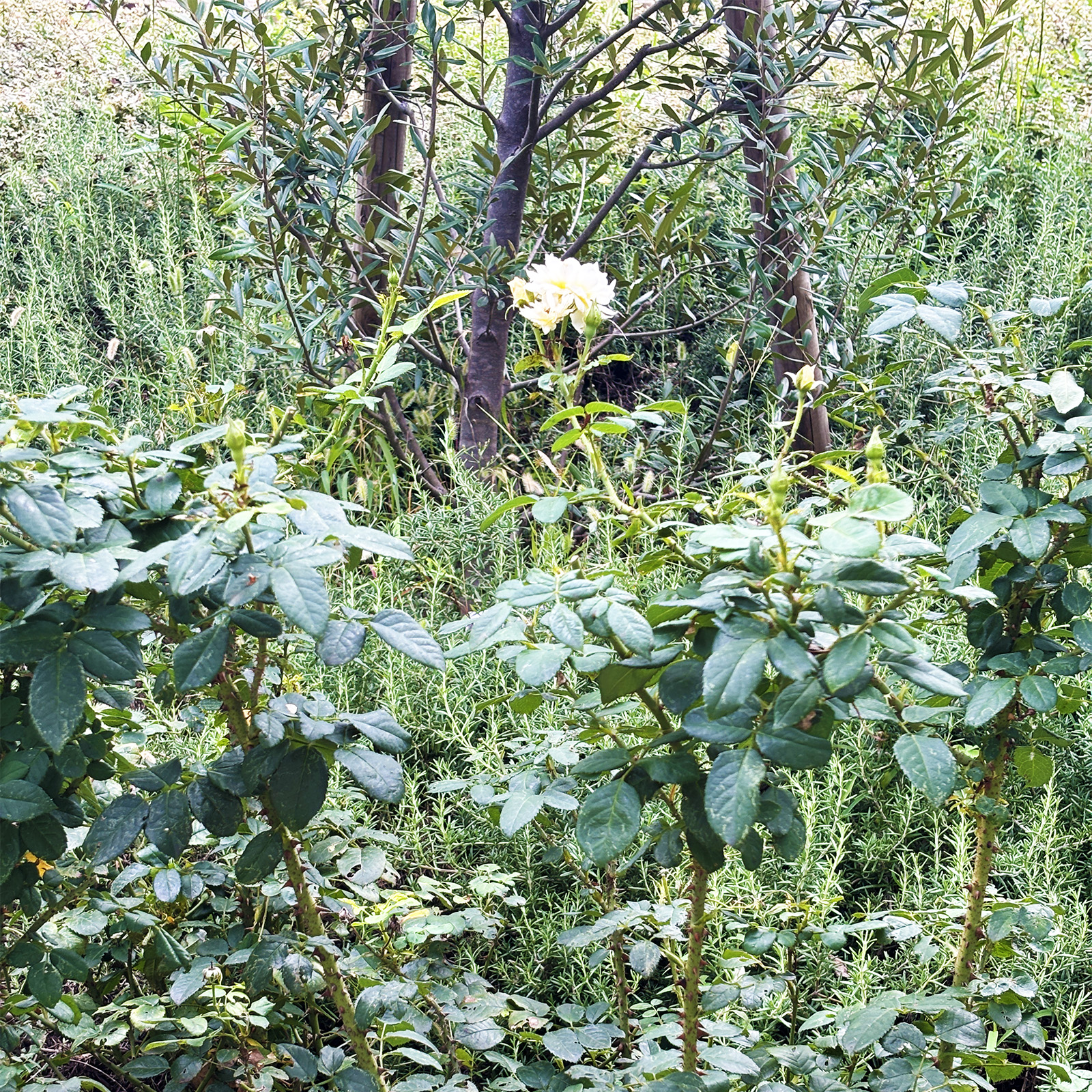 Shakespeare Garden -彩の国 シェイクスピア・ガーデン-_9